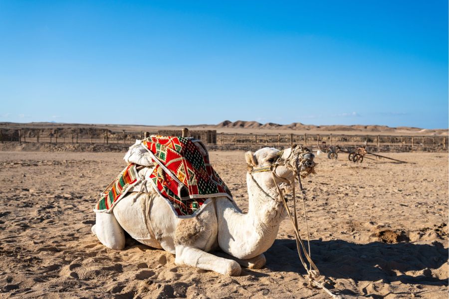 temperature marsa alam febbraio