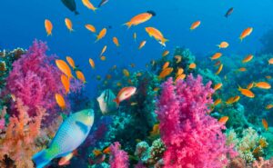Marsa Alam barriera corallina