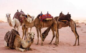 Safari nel deserto