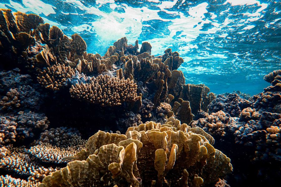 Elphinstone Reef