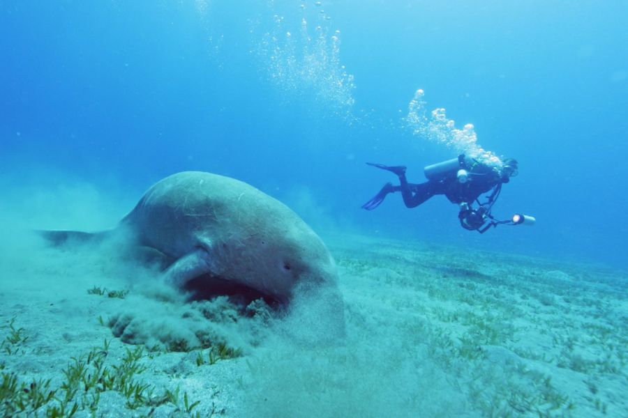 diving marsa alam
